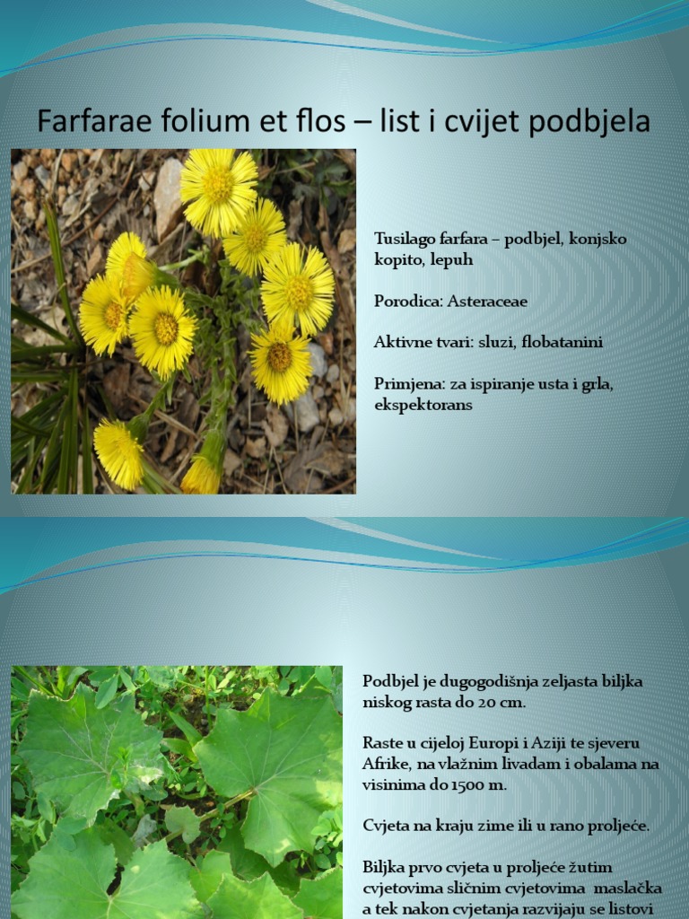 Podbjel | PDF