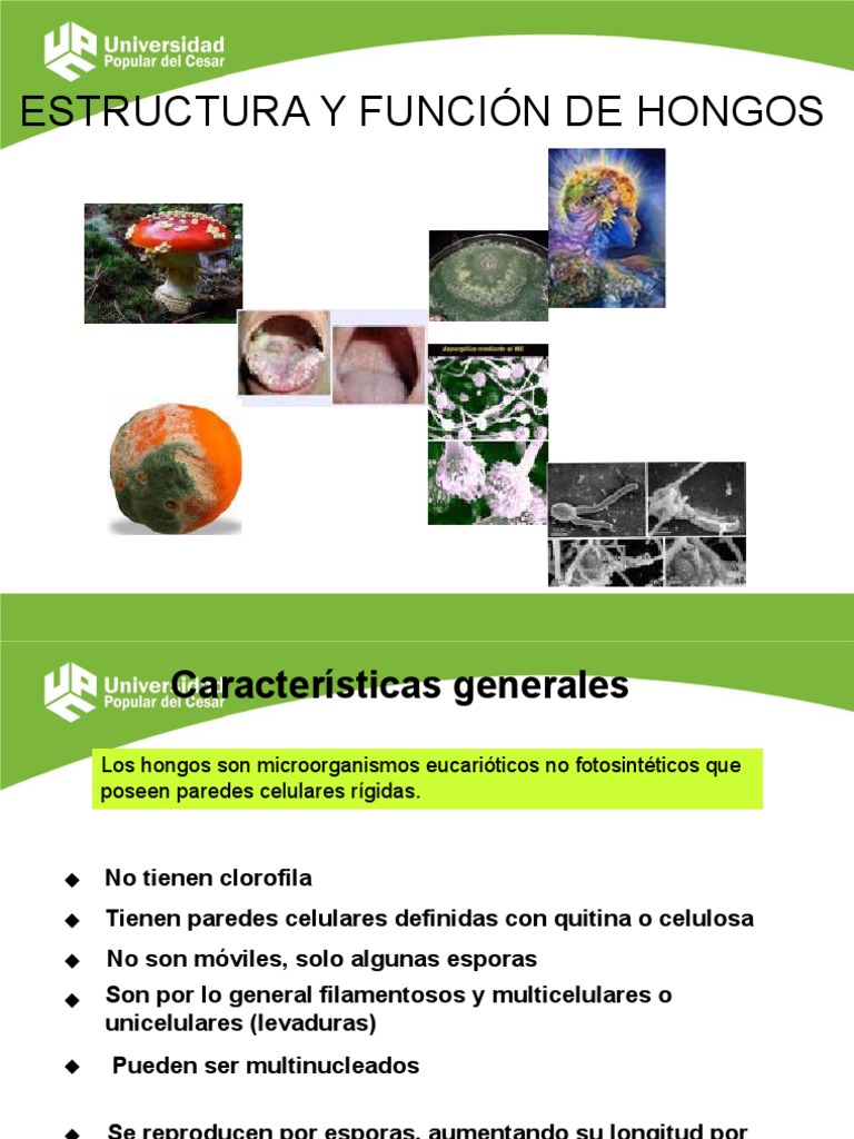 Estructura y Función de los Hongos | PDF | Hongo | Mitocondria