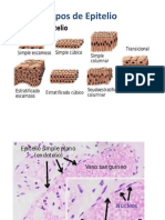 Tipo de Epitelio