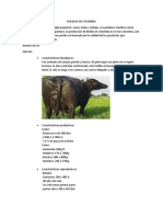 Bufalos en Colombia