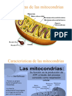 Estructuras de Las Mitocondrias