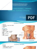 Tiroides - Paratiroides - Laringe - Traquea - Esofago Cervical