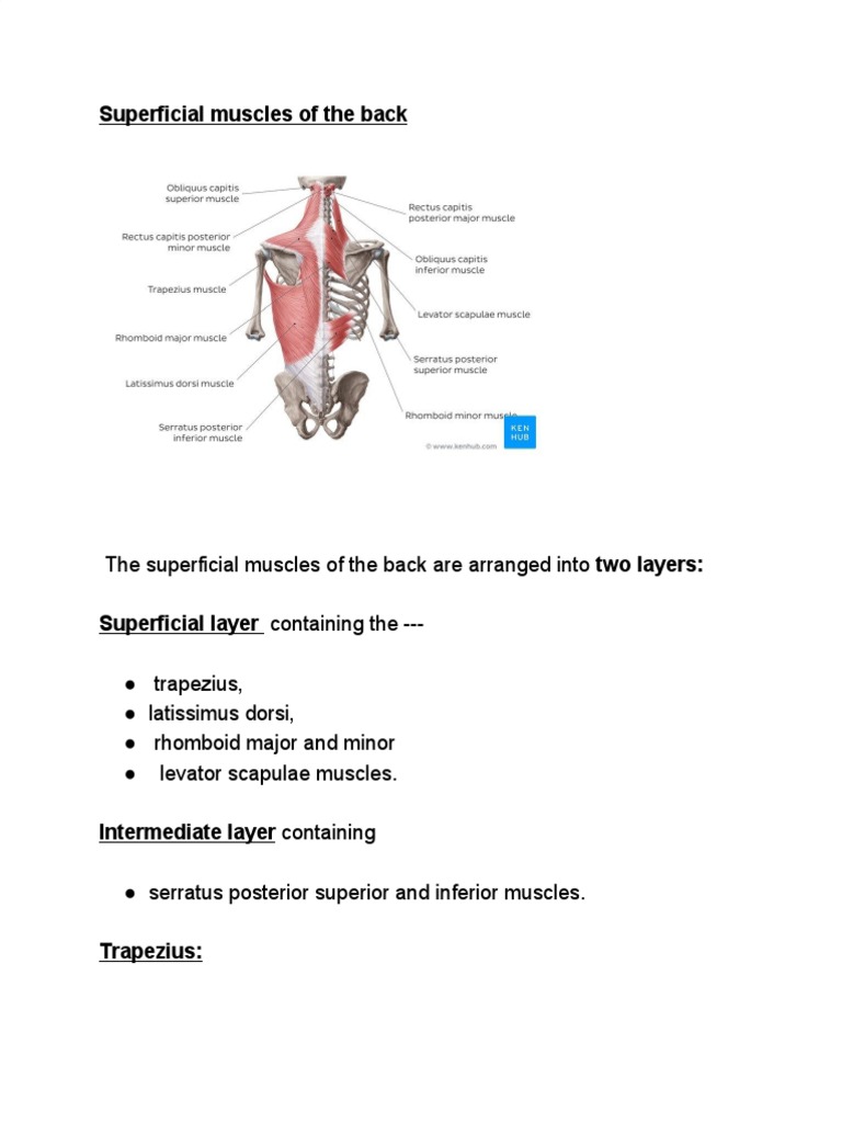 Superficial Muscles of The Back, PDF, Vertebra