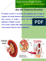 Sesión 10 - Enfermedades Del Sistema Excretor