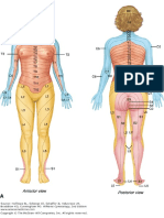 dermatomewomenfigure.pdf