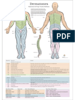 Dermatomes.pdf