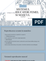 Sistemul Reproducator Femel Si Mascul