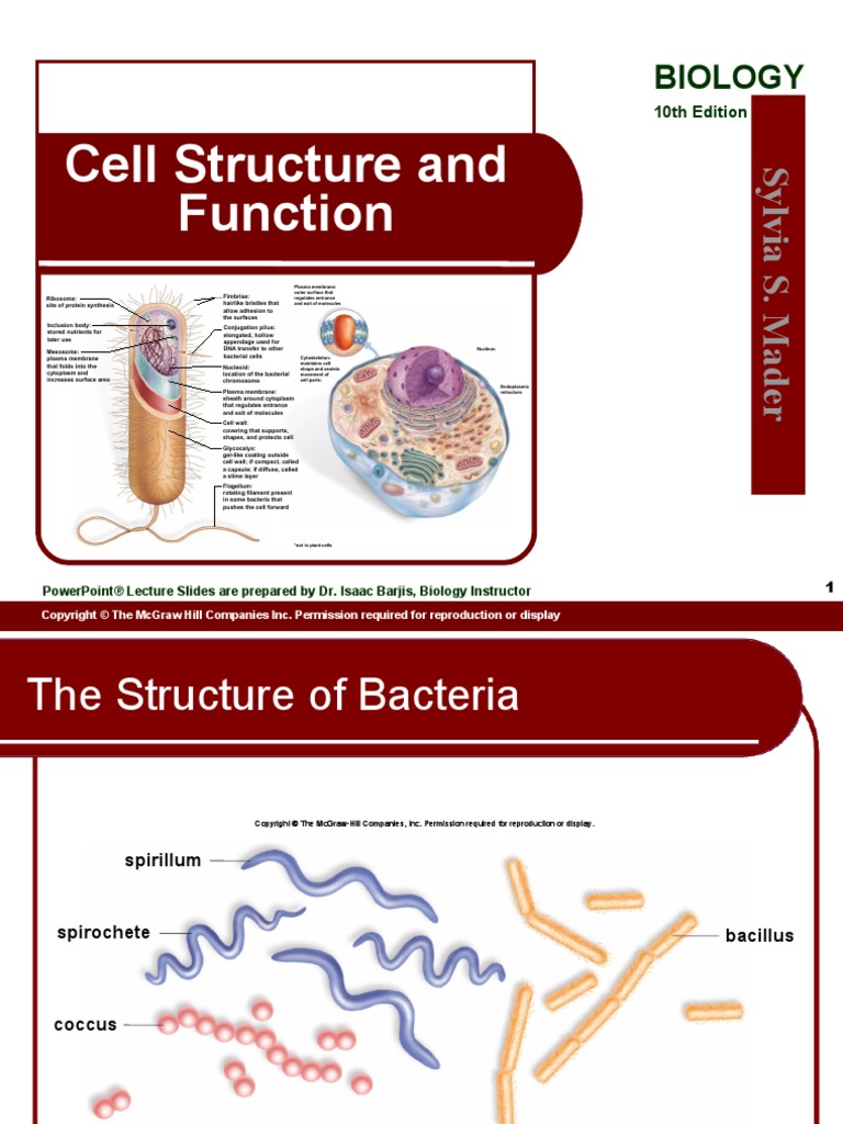 Cell Structure and Function: Biology | PDF | Endoplasmic Reticulum ...