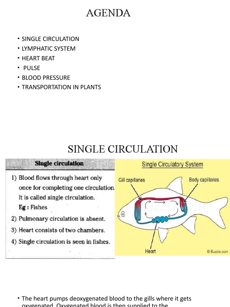 Circulatory and Lymphatic Systems Overview | PDF | Lymph | Circulatory ...