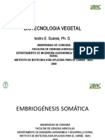 Embriogenesis Somatica PDF