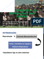 Endoc Fêmeas Reprodução