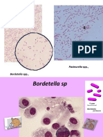 Bordetella, Pasteurella 2019