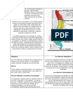 La médula espinal: canal de comunicación entre el cerebro y el cuerpo