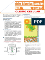 Tipos de Metabolismo para Caurto Grado de Secundaria