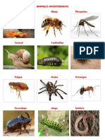 Animales invertebrados: Artrópodos, insectos y arácnidos