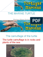 The Marine Turtle: Floriana Maya Quiroz
