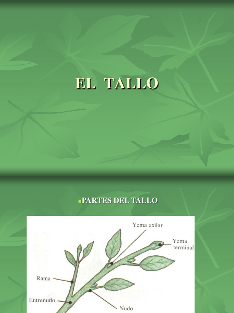 Tipos y Partes del Tallo de Plantas | PDF | Tallo de la planta ...