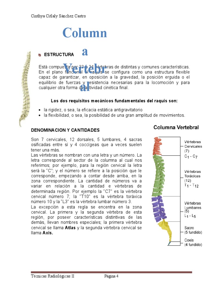 Anatomía de Columna Vertebral | PDF | La columna vertebral | Vértebra