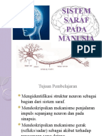 Sistem Saraf Pada Manusia