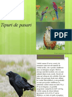 Tipuri de Pasari Prezentare PowerPoint