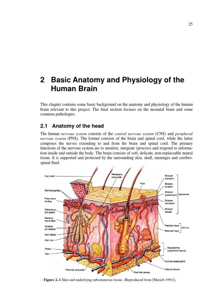 Anatomy and Physiology of the Brain | PDF | Circulatory System | Skull