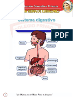 Sistema Digestivo