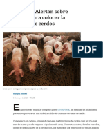 Coronavirus. Alertan Sobre Problemas para Colocar La Producción de Cerdos