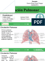 Circulacion Pulmonar-Antomia