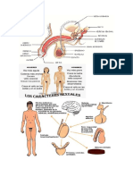 Caracteristicas Sexuales Masculinas