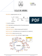 CICLO Krebs Ficha de Aprendizaje