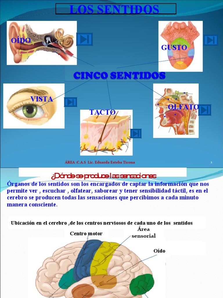 Los Sentidos Pdf Oído Gusto