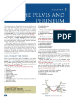 Pelvis and Perineum Structures