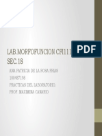 Lab Morfo