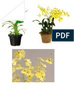 INFORMAÇÕES IMPORTANTES - Orquídeas Chuva de Ouro