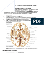 Enfermedad Vascular Cerebral Hemorrã¡gica