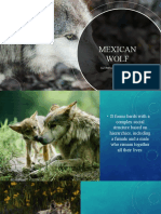 MEXICAN WOLF VANESA RODRÍGUEZ DOMÍNGUEZ