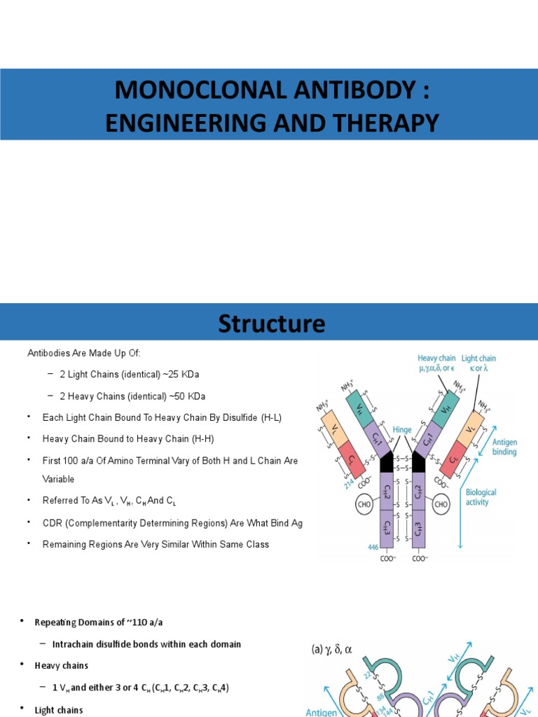 Monoclonal Antibodies in Therapy | PDF | Immunoglobulin G | Antibody