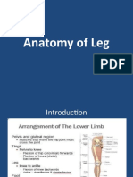 Anatomyof Leg