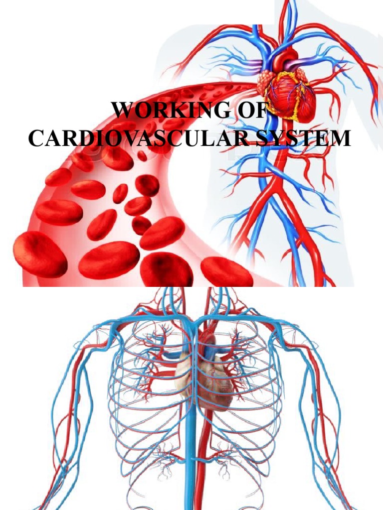 Cardiovascular System Overview | PDF | Atrium (Heart) | Ventricle (Heart)
