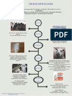 Infograma dermatofilosis