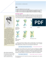 Secciones Cónicas PDF