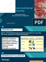 Verminosis pulmonar bovina: causas, síntomas y tratamiento