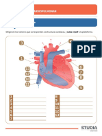 Sistema Cardiopulmonar PDF