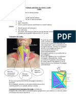 Revisión Anátomo-Funcional y Semiología Clínico Quirúrgica de C. y C.