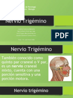 Nervio Trigémino