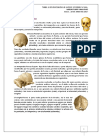 Huesos del cráneo y cara: descripción anatómica