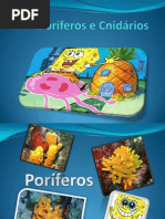 Poríferos e Cnidários
