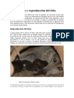La Gestación y Reproducción Del Lobo