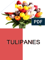 TULIPANES
