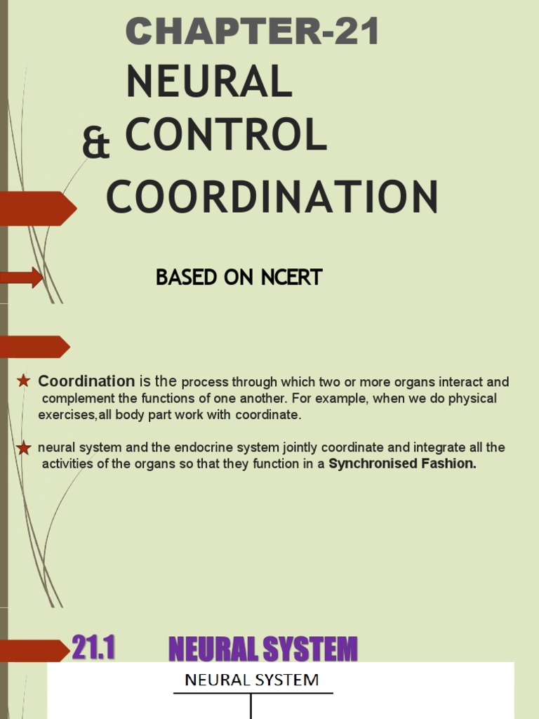 Neural Control & Coordination Overview | PDF | Chemical Synapse | Axon